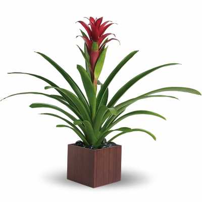 Potted bromeliad with red bloom and long green leaves