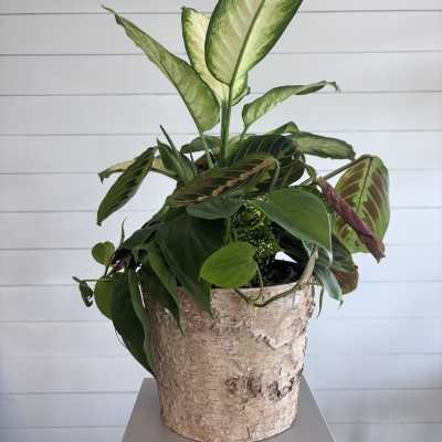 Collected Greens