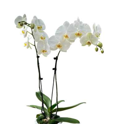 Sympathy Orchid