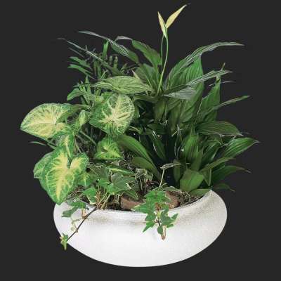 Medium Dish Garden