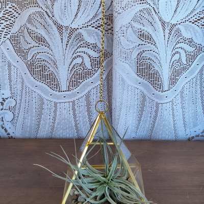 Hanging glass terrarium with a small air plant and pebbles