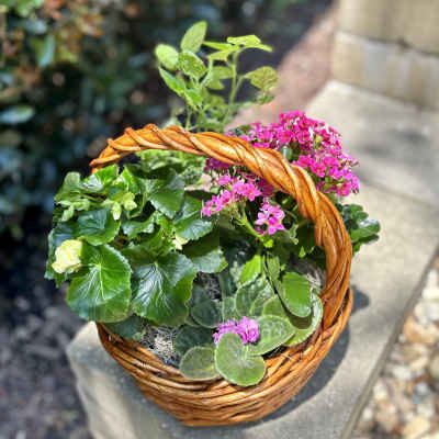 Basket of potted flowering plants with pink blooms and green foliage