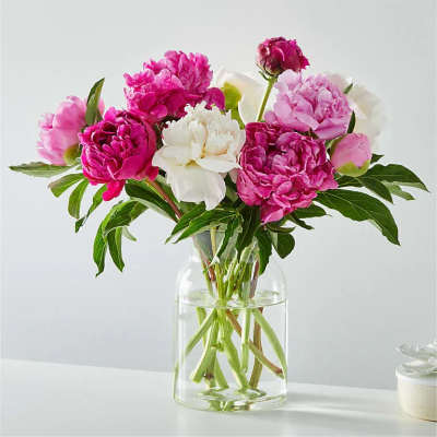 Pink and white peonies in a clear glass vase