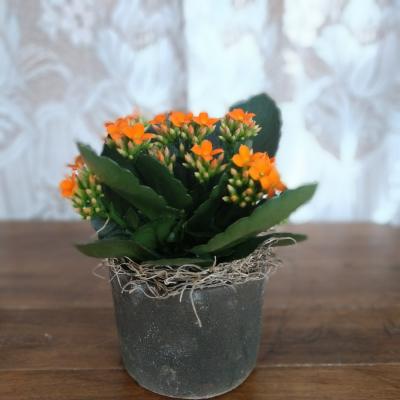 Small potted plant with orange flowers in a dark container