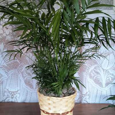 Potted palm plant in a woven basket planter