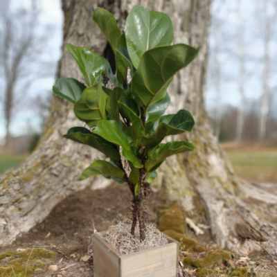 Small potted plant with glossy green leaves in a square wooden container