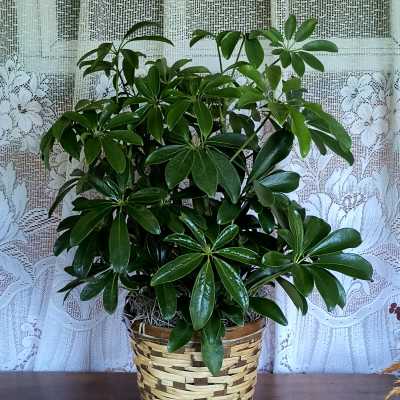 Potted green houseplant in a woven basket planter