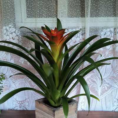 Potted bromeliad with a red-orange bloom in a square wooden planter