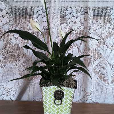 Potted peace lily with white blooms in a decorative planter