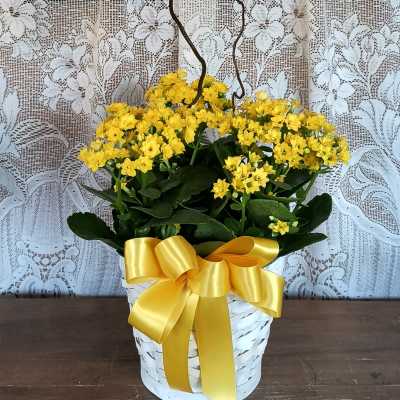 Yellow flowering plant in a white basket with a butterfly topper and yellow ribbon