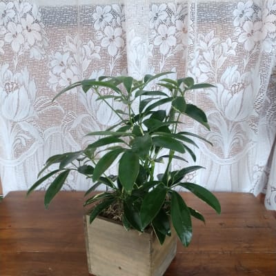 Potted green houseplant in a square wooden planter on a wooden table