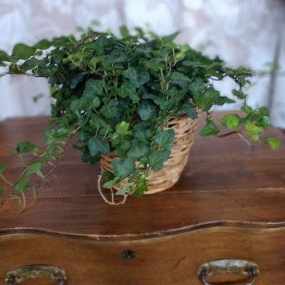 Potted ivy plant in a woven basket on a wooden table