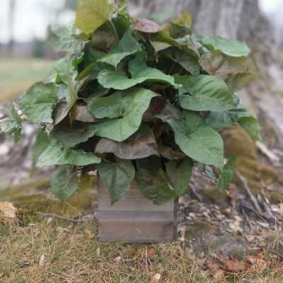 Potted plant with dense green and reddish arrow-shaped leaves