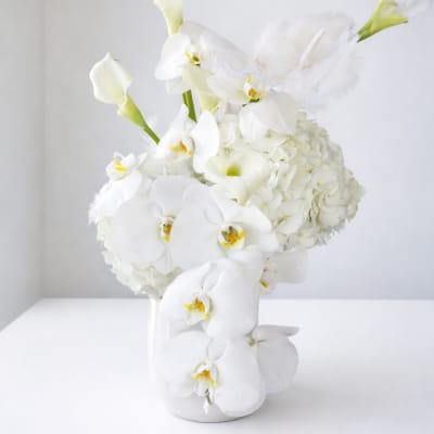 White Whiper