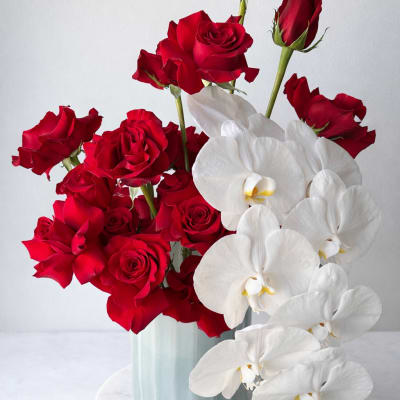 Red Vogue