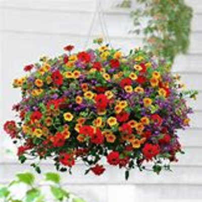 Sunny Hanging Basket