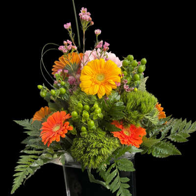 Elegant gerbera