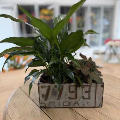 License Plate Tin with 2 Tropical Plants