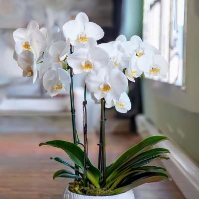 White orchids in a white ceramic pot on a table