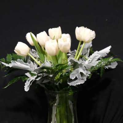 white dove