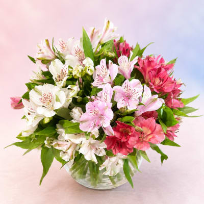 Blushing Petals