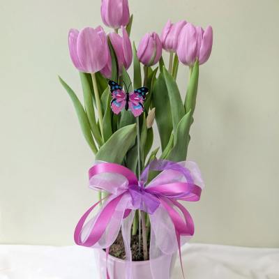 Tulip Plant