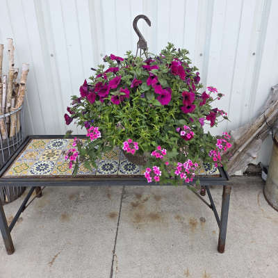 Greenhouse - Medium Hanging Plant Basket