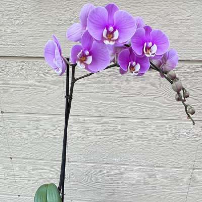 Lavender Orchids