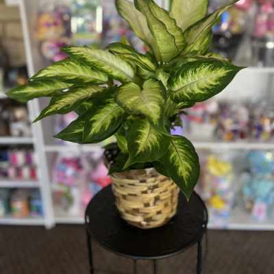 Dieffenbachia Plant Six Inch