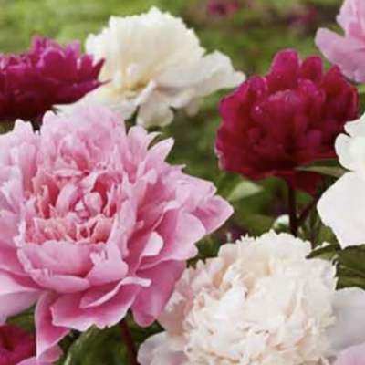 Peonies