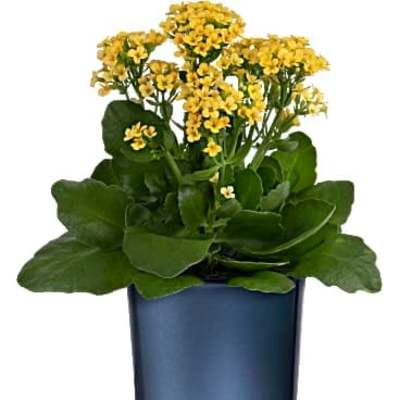 Potted yellow flowering plant in a dark blue glass container