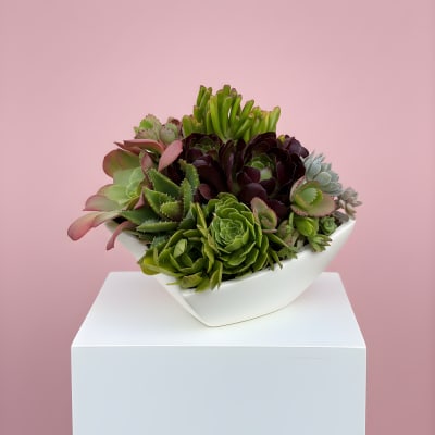 Succulent Garden