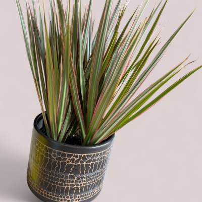 Potted houseplant with long variegated spiky leaves in a black and tan patterned pot