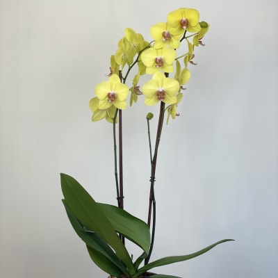 Boho Autumn Orchid
