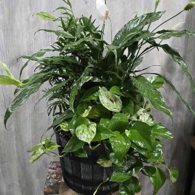 Large Dish Garden