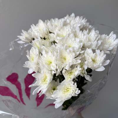 White daisies
