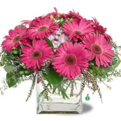 Pink gerbera daisies arranged in a clear square vase