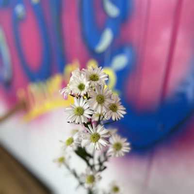 By the stem: Montecasino Mardi aster