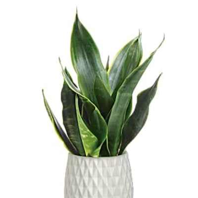 Potted snake plant in a white textured planter on a wooden stand
