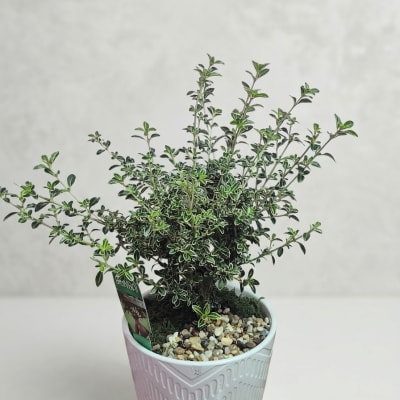 Bonsai