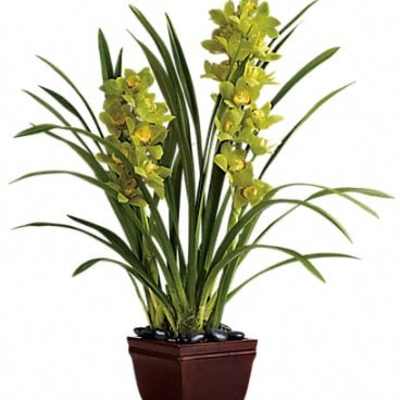 Potted orchid plant with yellow blooms in a square planter