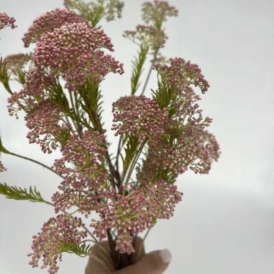 Rice Flowers