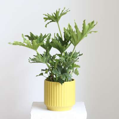 Philodendron ‘Lickety Split’