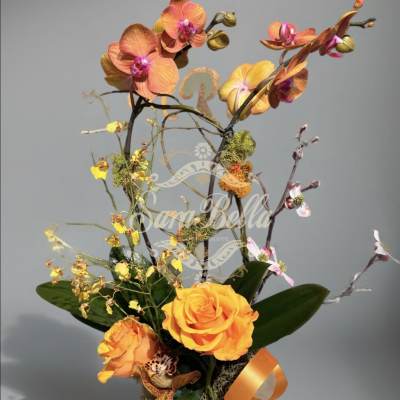 AURORA ORCHIDS