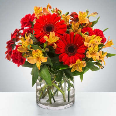 Cinnamon Gerbera
