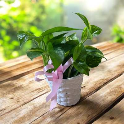 Potted green houseplant in a white woven basket with a pink ribbon