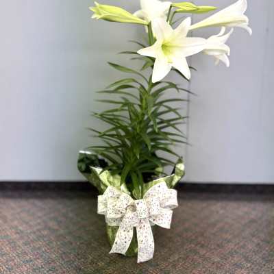Easter Lily Plant