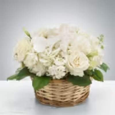 Lace by BloomNation™