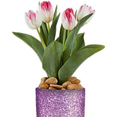 Pink and white tulips in a glittery purple pot