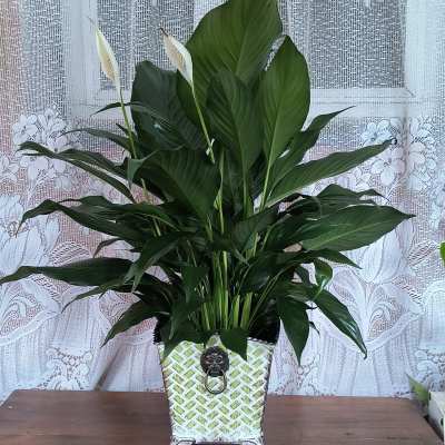 Potted peace lily with white blooms in a decorative planter